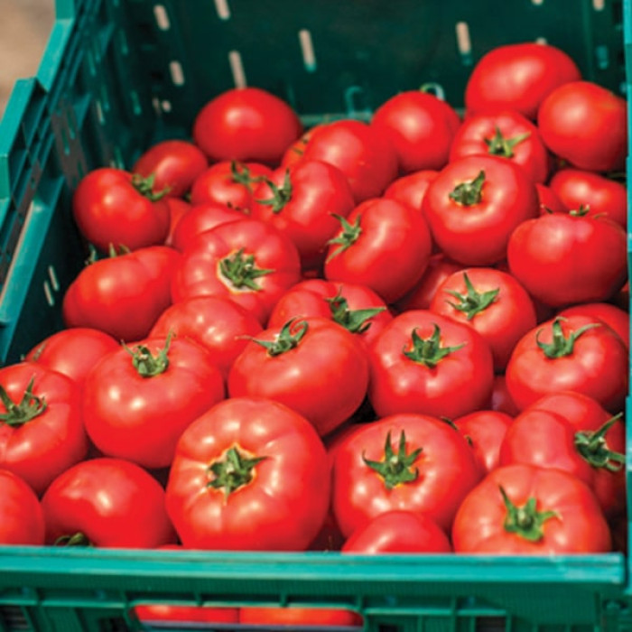 Фото Насіння томатів (помідор) Квалітет (Т-97082) F1