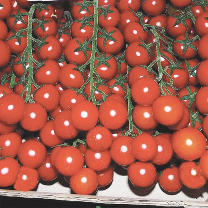 Фото Насіння томатів (помідор) Ред Черрі