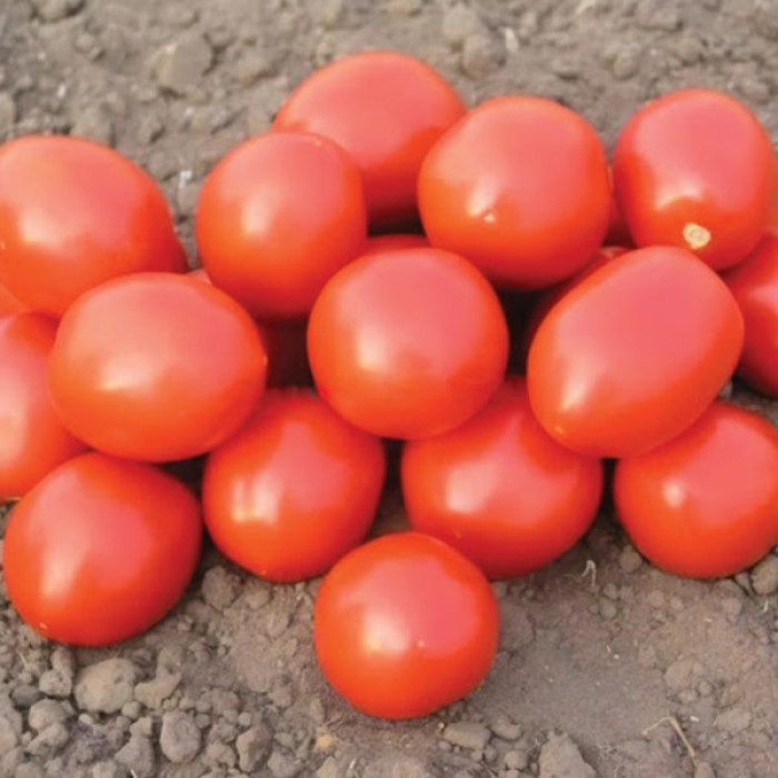 Фото Насіння томатів (помідор) Ред Скай F1 (Red Sky F1)