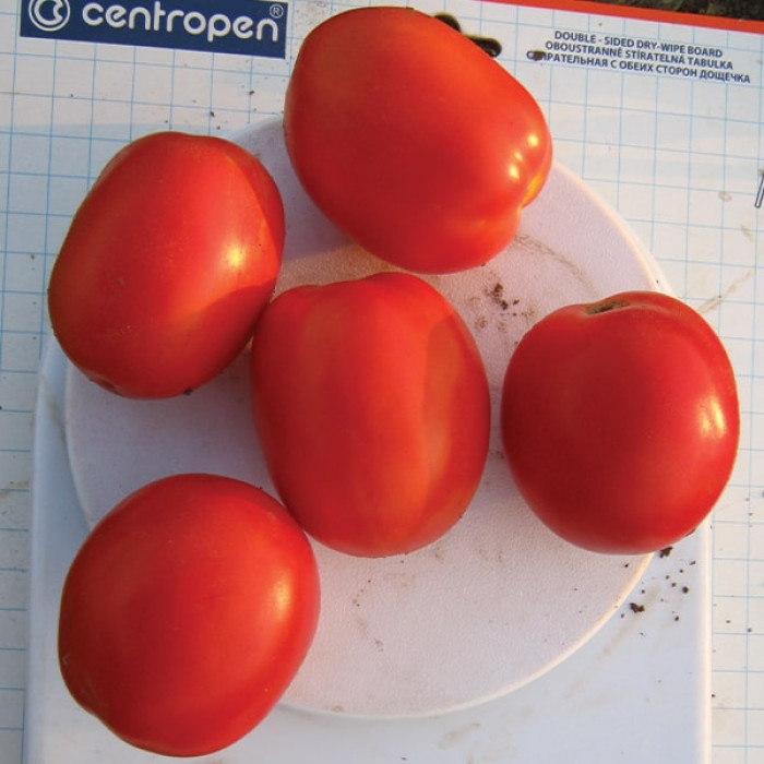 Фото Насіння томатів (помідор) Реді F1 (Redy F1), №1