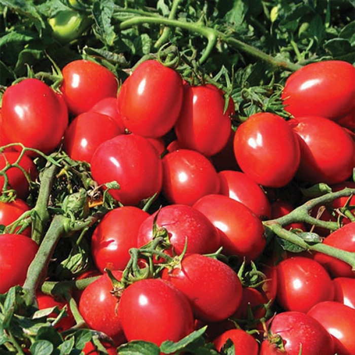 Фото Насіння томатів (помідор) Реді F1 (Redy F1)