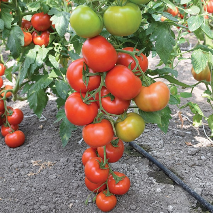 Фото Насіння томатів (помідор) Ронда F1