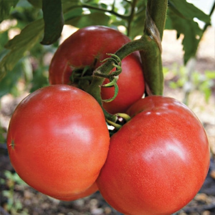 Фото Насіння томатів (помідор) Розалба F1