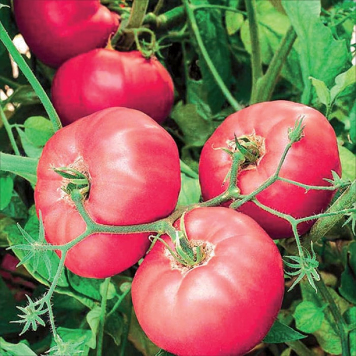 Фото Насіння томатів (помідор) Розаліза F1