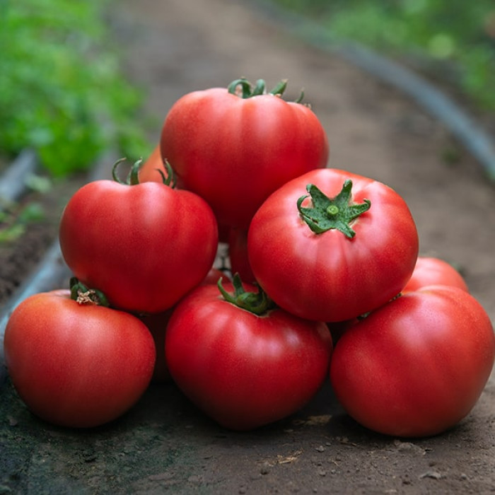 Фото Насіння томатів (помідор) Роялпінк F1 (Royalpink F1)