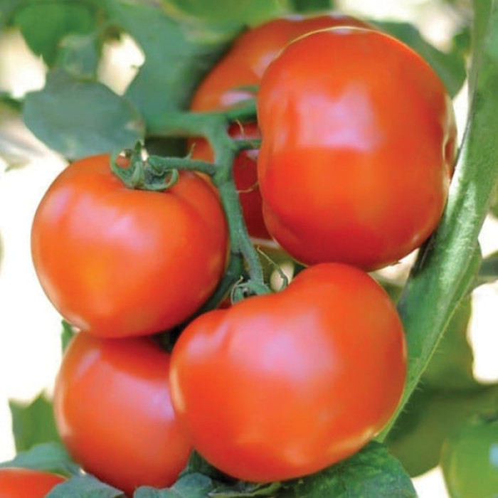 Фото Насіння томатів (помідор) Сагатан F1 (Sagatan F1)
