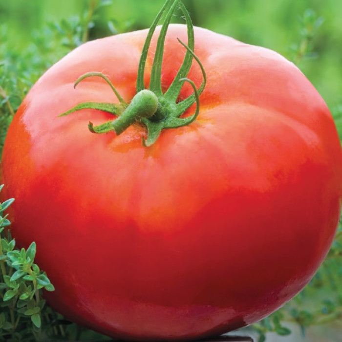 Фото Насіння томатів (помідор) Санька