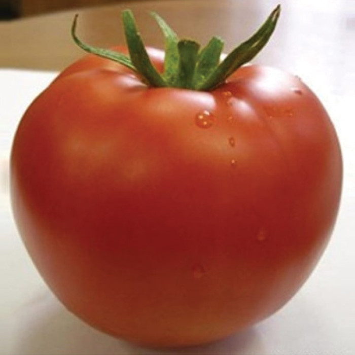 Фото Насіння томатів (помідор) Саргас F1 (Sargas F1)