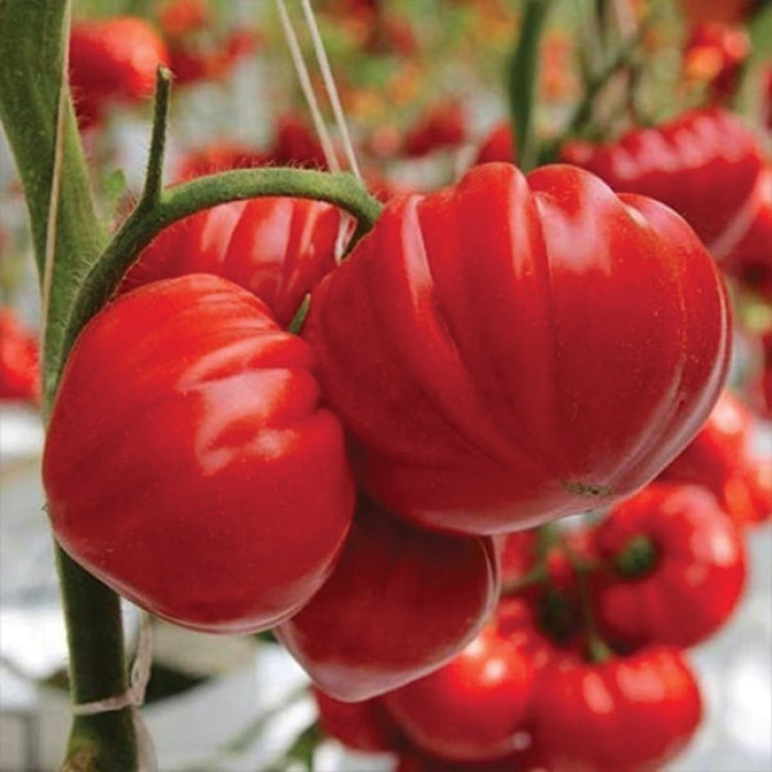 Фото Насіння томатів (помідор) Сарра F1  (SARRA F1)