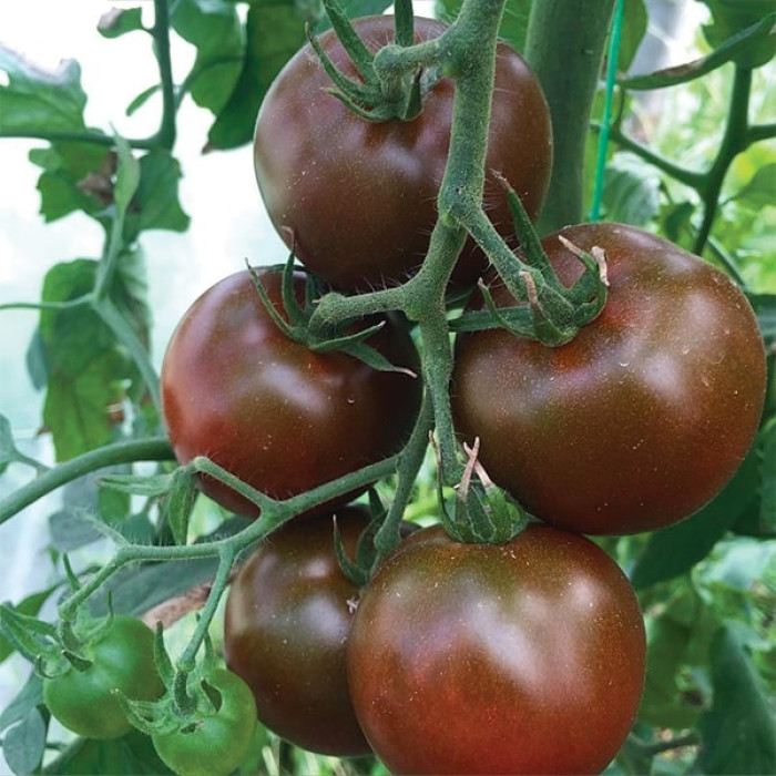 Фото Насіння томатів (помідор) Сашер F1 (Sasher F1)