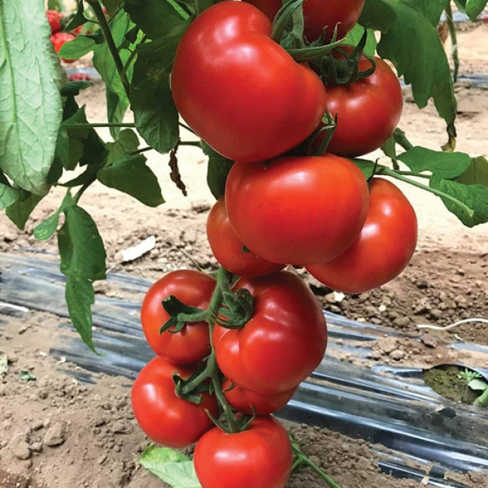Фото Насіння томатів (помідор) Сігнора F1 (Signora F1)