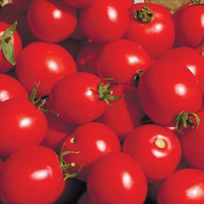 Фото Насіння томатів (помідор) Солероссо F1 (Solerosso F1)