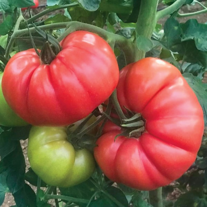 Фото Насіння томатів (помідор) Сонароза F1 (Sonarosa F1), №1