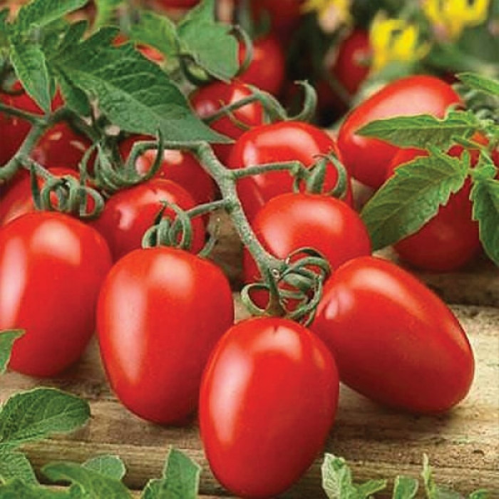 Фото Насіння томатів (помідор) Суомі F1
