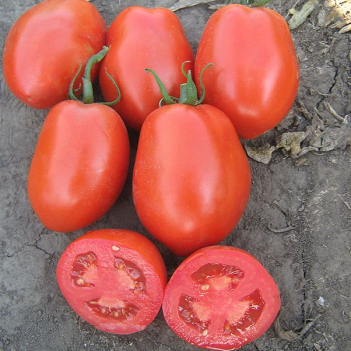 Фото Насіння томатів (помідор) Сурія F1 (Surya F1), №1