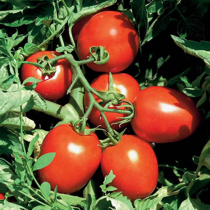 Фото Насіння томатів (помідор) Сурія F1 (Surya F1)