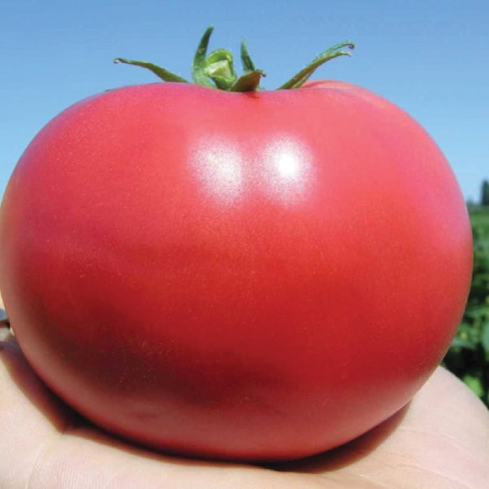 Семена томатов (помидор) Тарпан F1 купить в Украине