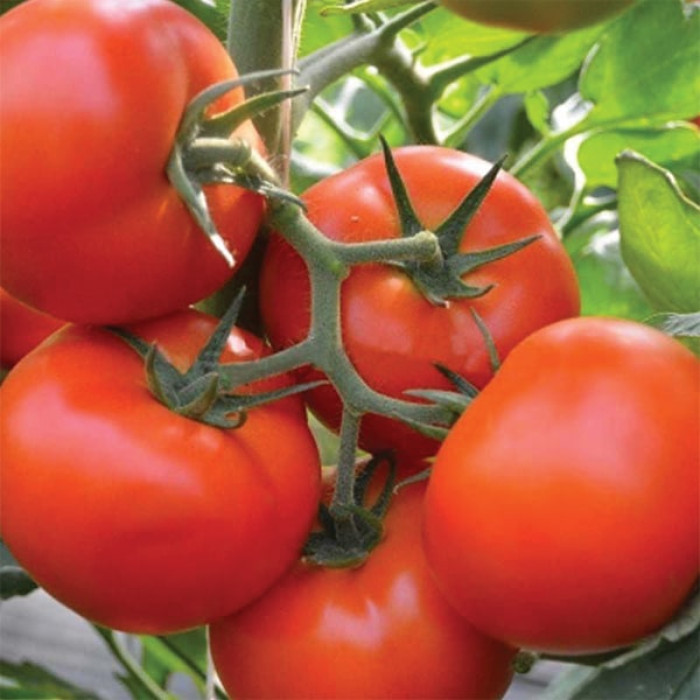 Фото Насіння томатів (помідор) Тобольськ F1 (Tobolsk F1)