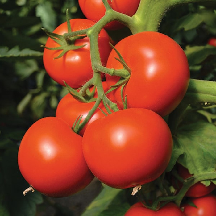 Фото Насіння томатів (помідор) Тойво F1