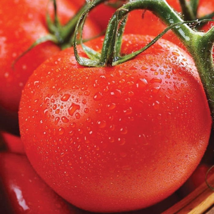 Фото Насіння томатів (помідор) Толстой F1 (Tolstoi F1)