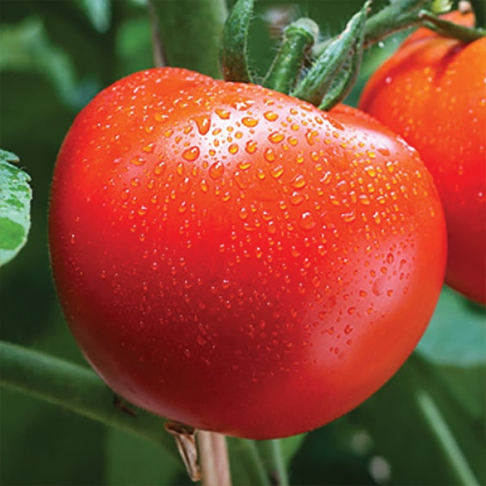 Фото Насіння томатів (помідор) Товстий Джек