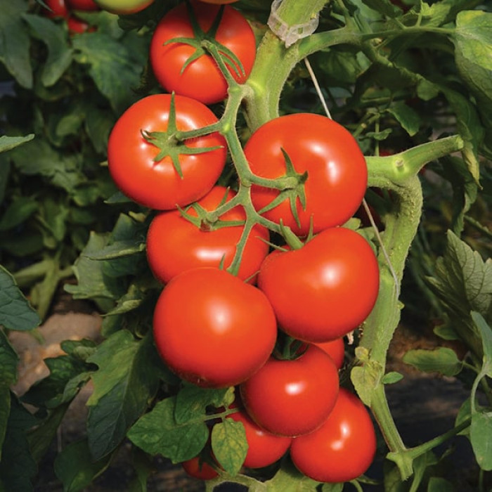 Фото Насіння томатів (помідор) Томоко F1