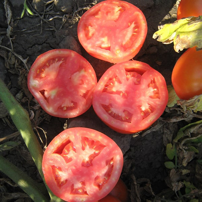 Фото Насіння томатів (помідор) Трібека F1, №1