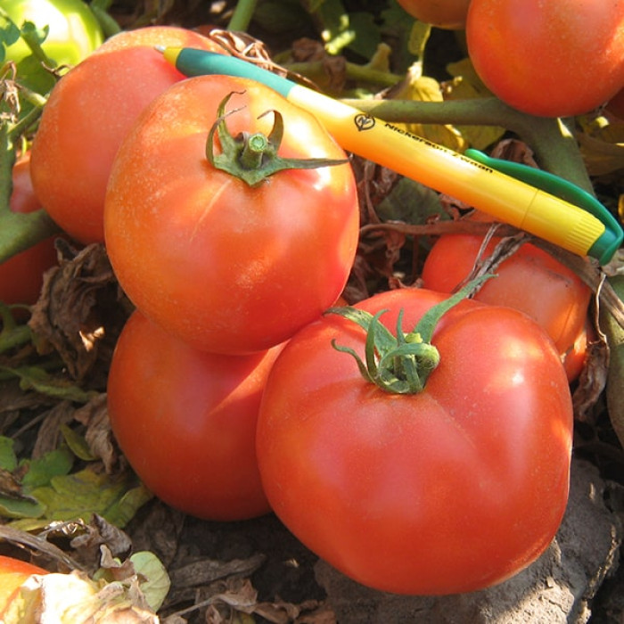 Фото Насіння томатів (помідор) Трібека F1