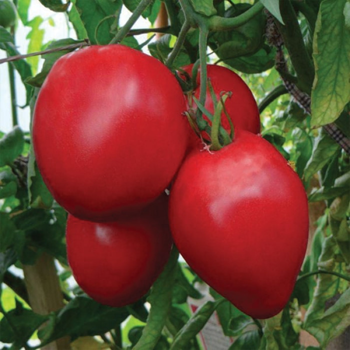 Фото Насіння томатів (помідор) Цифомандра