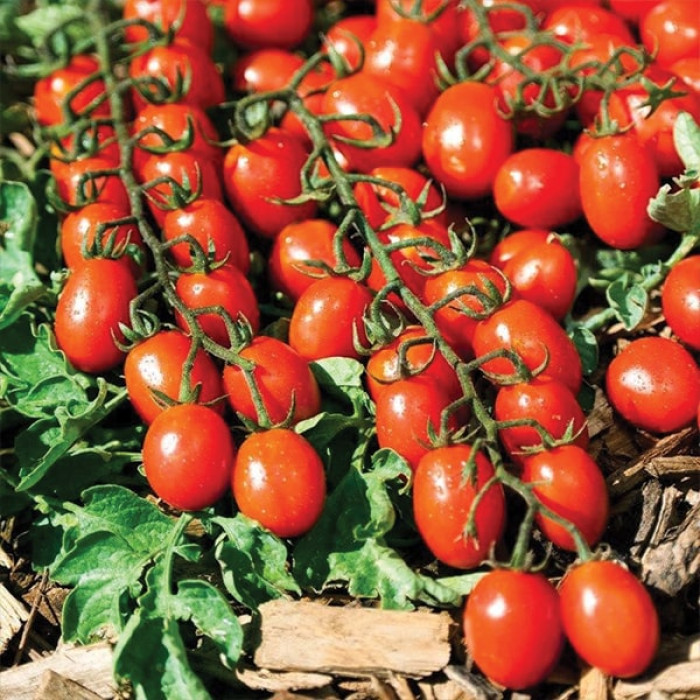 Фото Насіння томатів (помідор) Туті Фруті F1 (Tutti Frutti F1)