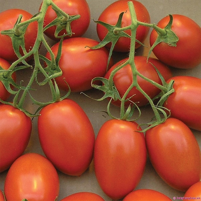 Фото Насіння томатів (помідор) Уліссе F1 (Ulysse F1)
