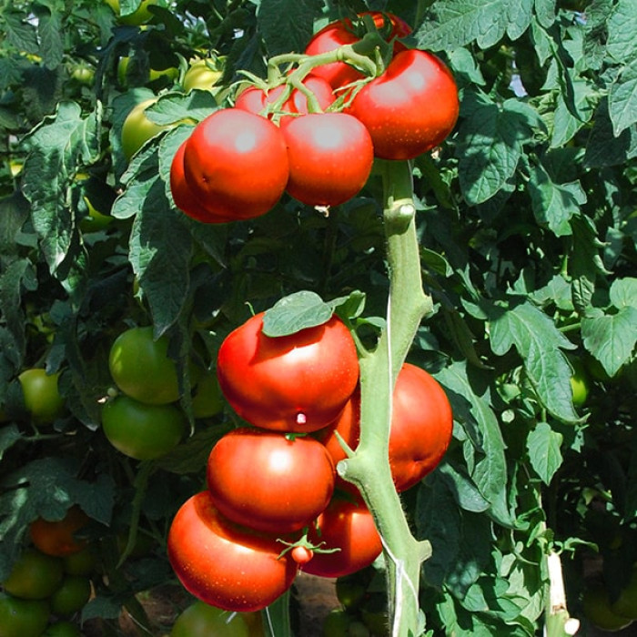 Фото Насіння томатів (помідор) Уманья 73-602 F1
