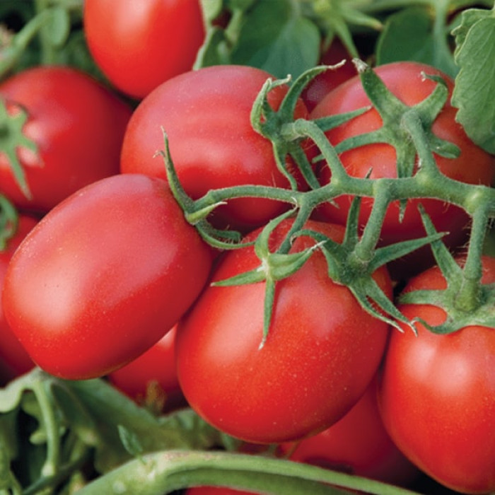Фото Насіння томатів (помідор) Умекс F1