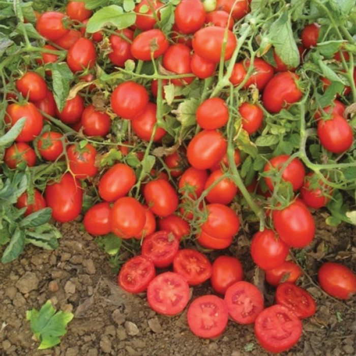 Фото Насіння томатів (помідор) Уно Россо F1 (Uno Rosso F1), №3