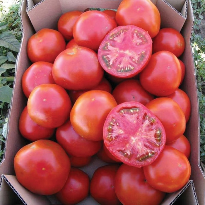 Фото Насіння томатів (помідор) Уракан F1 (Urakan F1)
