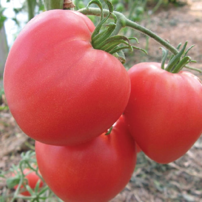 Фото Насіння томатів (помідор) Волове Серце Рожеве