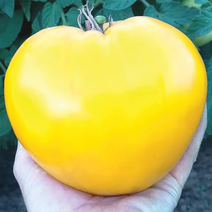 Фото Насіння томатів (помідор) Волове Серце Золоте