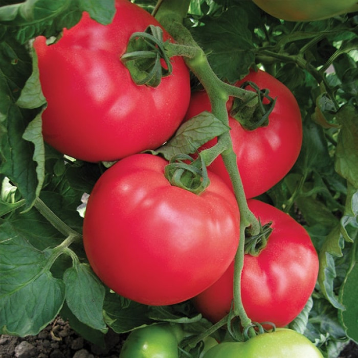 Фото Насіння томатів (помідор) VP-2 F1, №1