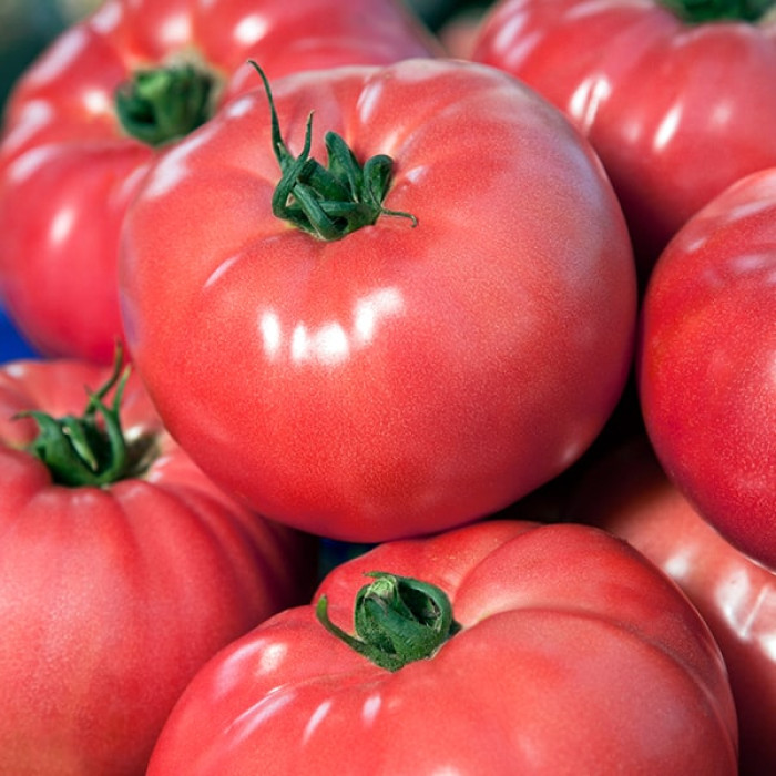Фото Насіння томатів (помідор) VP-2 F1