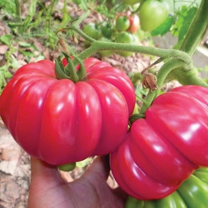 Фото Насіння томатів (помідор) Японський Краб