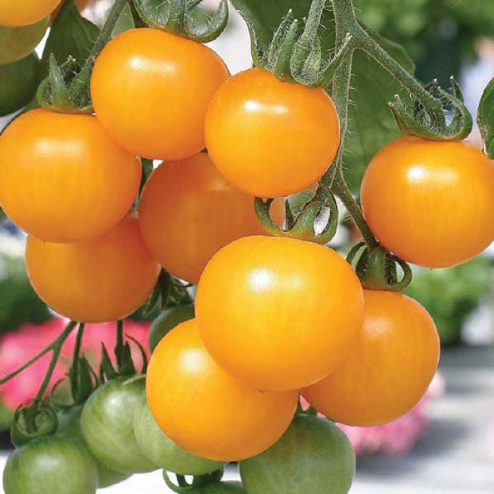 Фото Насіння томатів (помідор) Златовласка