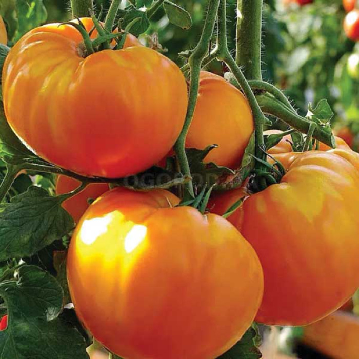 Фото Насіння томатів (помідор) Золотий вік