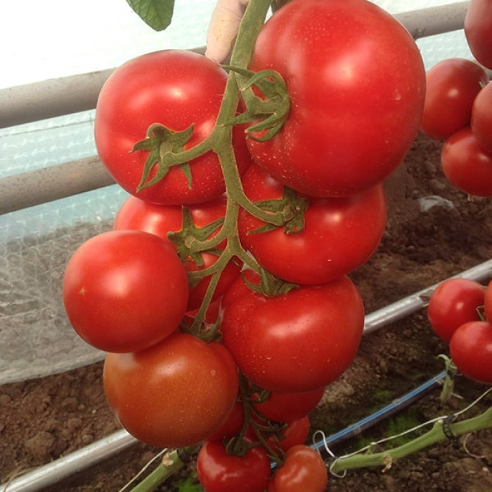 Фото Насіння томатів (помідор) Зульфія 73-610 F1 (Zulfia 73-610 F1)