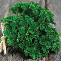 Петрушка кучерявая Парамоунт