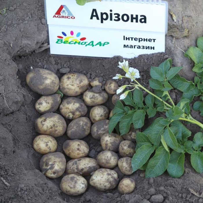 Фото Насіннєва картопля Арізона (1 репродукція), №3