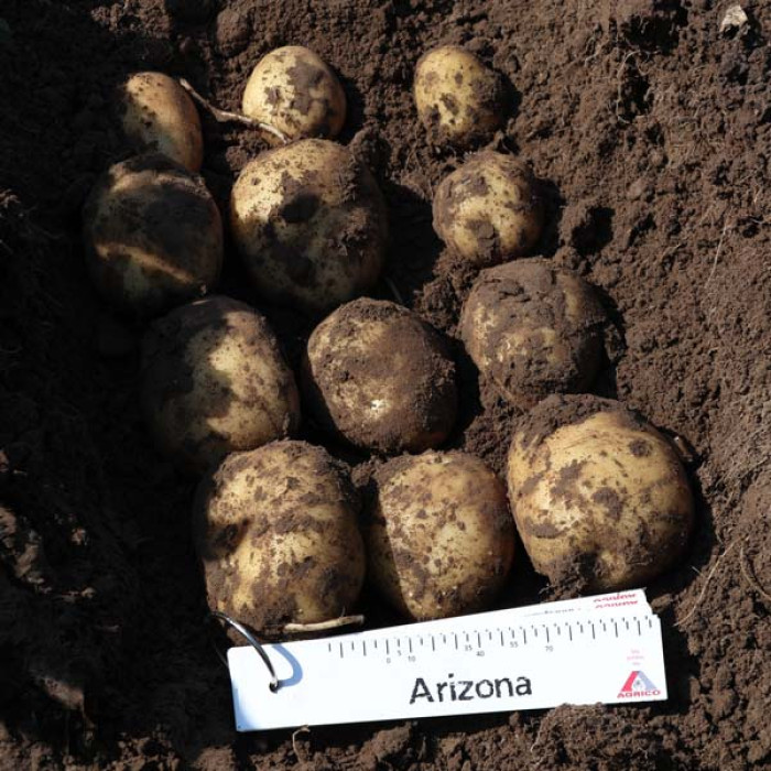 Фото Насіннєва картопля Арізона (1 репродукція), №7