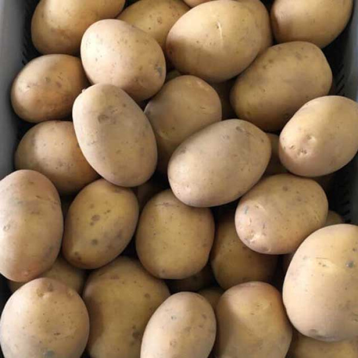 Фото Насіннєва картопля Бельмонда (1 репродукція)