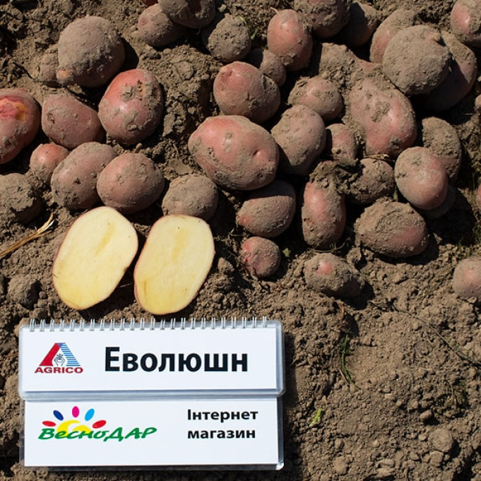 Фото Насіннєва картопля Еволюшн (1 репродукція), №3