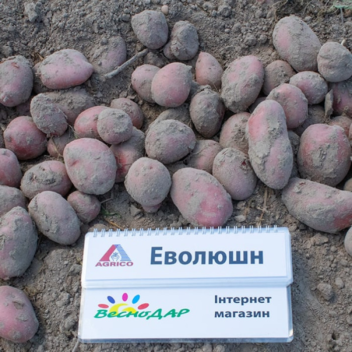 Фото Насіннєва картопля Еволюшн (1 репродукція), №4