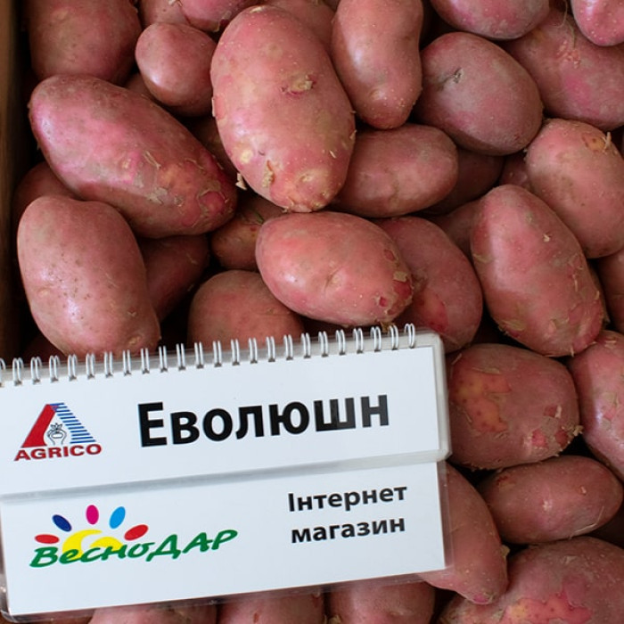 Фото Насіннєва картопля Еволюшн (1 репродукція), №5